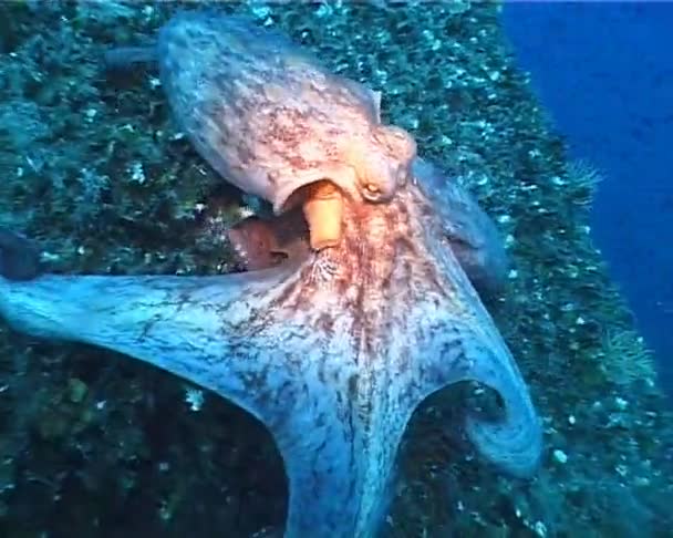 Octopus — Stockvideo