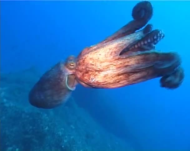 Octopus — Stock Video