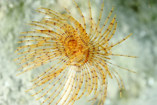 Sea Spirographus — Stock Photo, Image