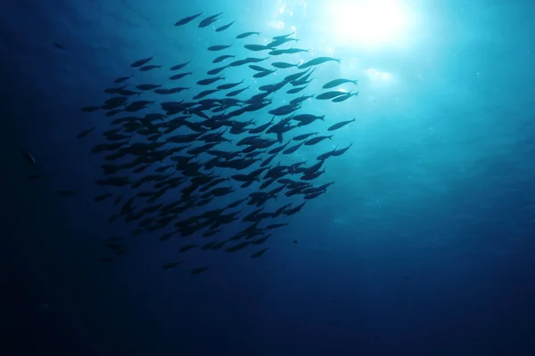 Cardume de peixes — Fotografia de Stock