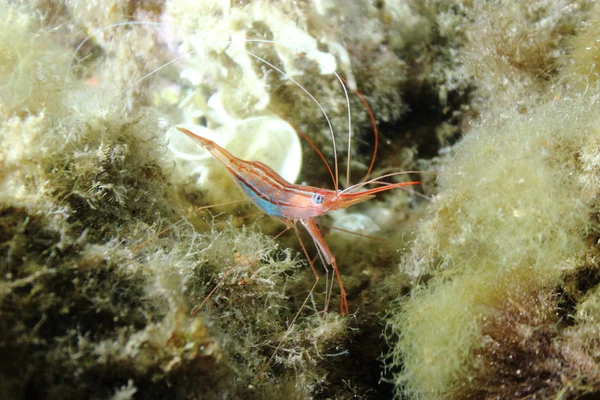 Camarão em algas marinhas Imagem De Stock