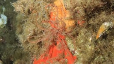 tüy denizyıldızı