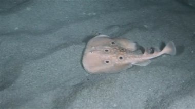 Torpido