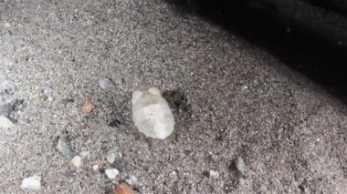 mürekkep balığı AVI