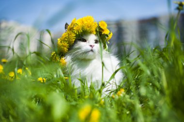 kedi bahar