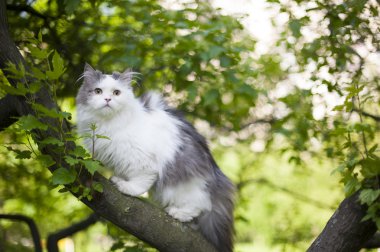 kedi bahar
