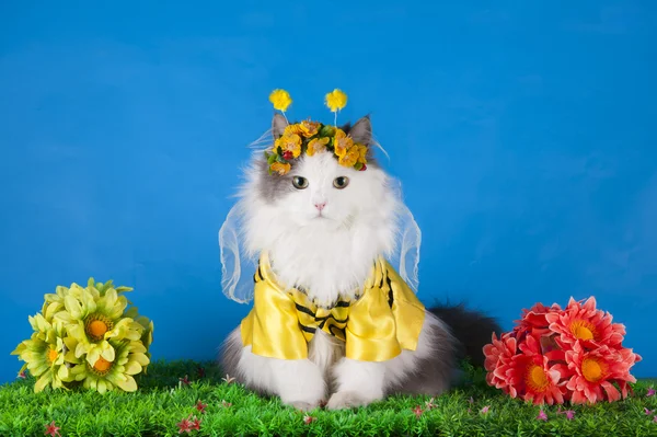 Gatto in costume ape — Foto Stock