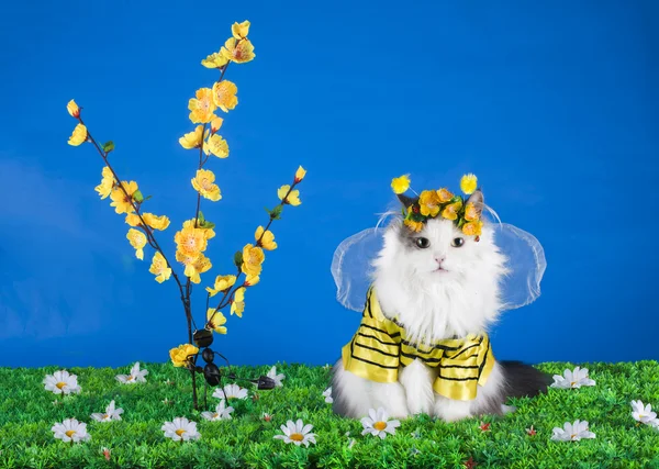 Kedi kostümü arı — Stok fotoğraf