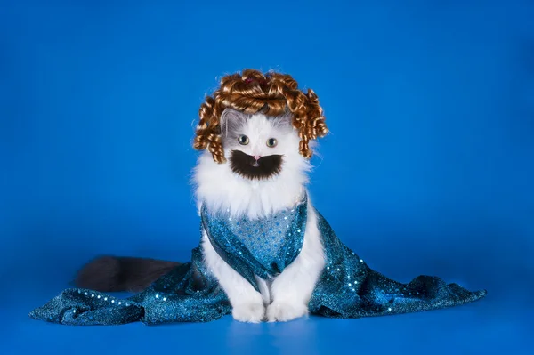 Chat avec une moustache et la barbe dans une robe — Photo