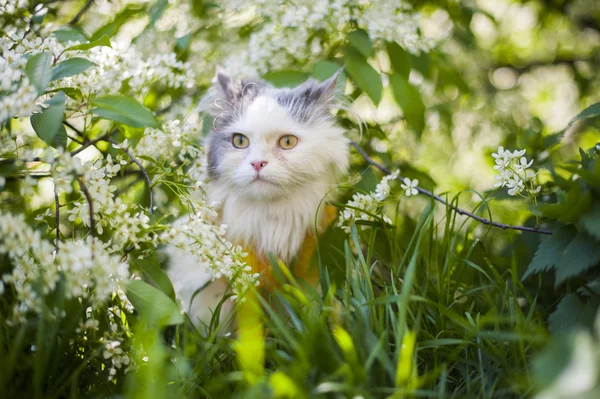 Cat in grass — Stock Photo, Image