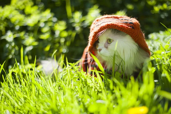 Cat in grass — Stock Photo, Image