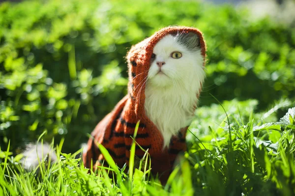 Gato en hierba — Foto de Stock