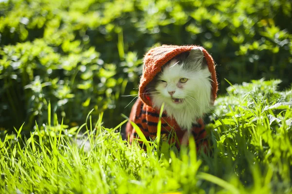 Gato en hierba — Foto de Stock