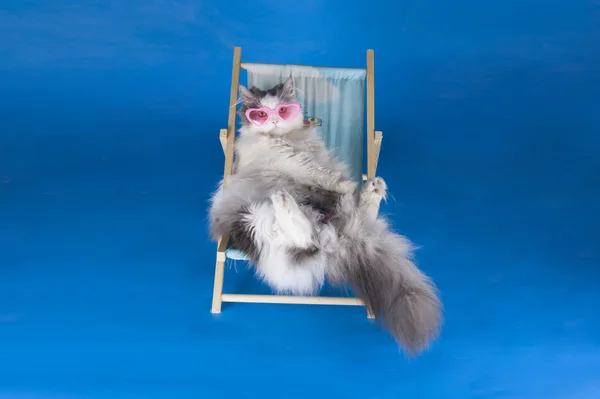 Gatto appoggiato su un lettino — Foto Stock