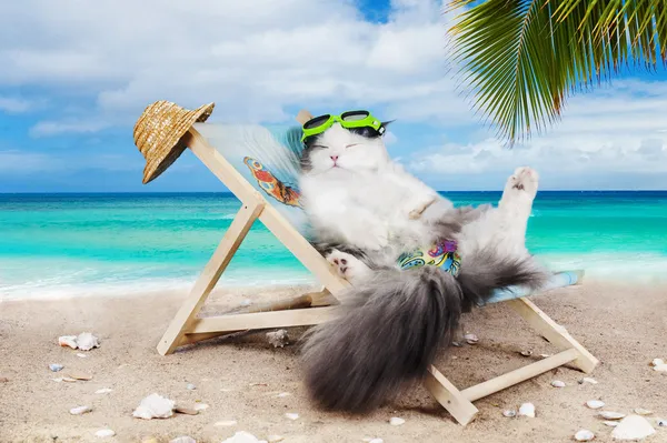 태양 lounger에 휴식 하는 고양이 — 스톡 사진
