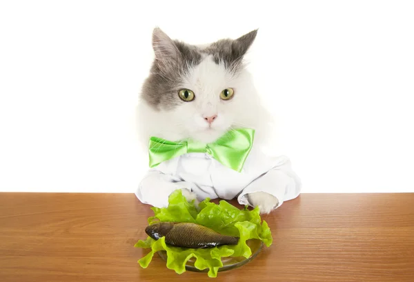 Cat dines fish — Stock Photo, Image