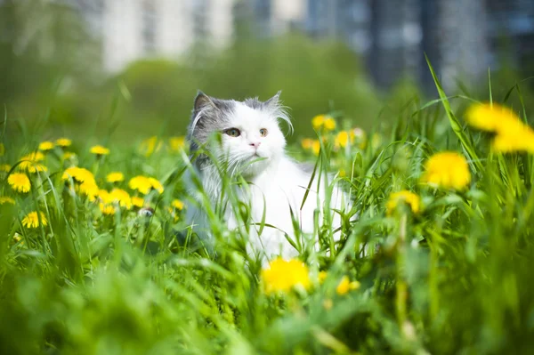 Kat voorjaar — Stockfoto