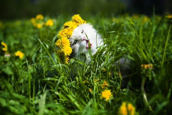 Cat spring — Stock Photo, Image