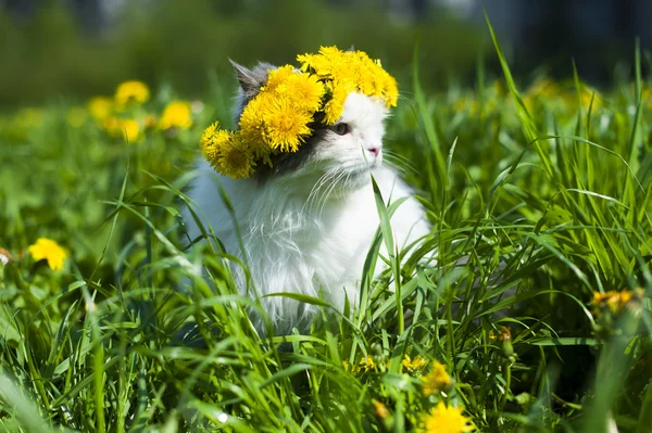 Kočka na jaře — Stock fotografie