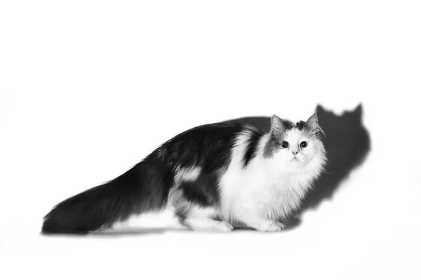Kot i jego cień — Zdjęcie stockowe