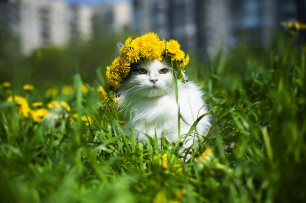 Kedi bahar — Stok fotoğraf