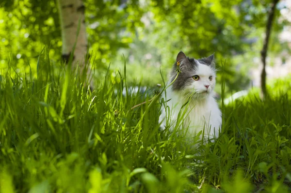 Cat spring — Stock Photo, Image