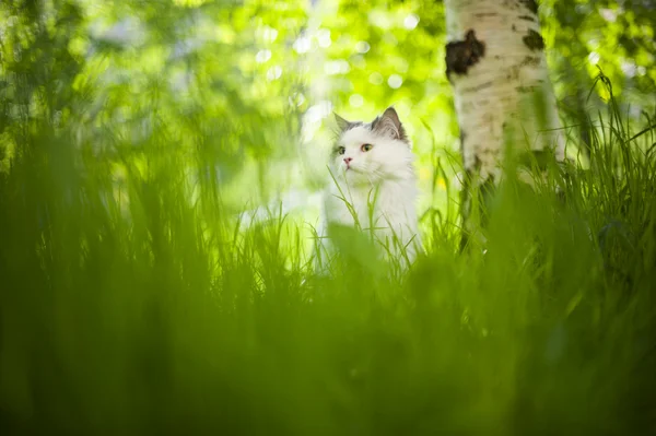 Kedi bahar — Stok fotoğraf