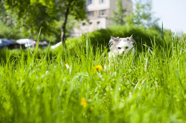 Cat spring — Stock Photo, Image