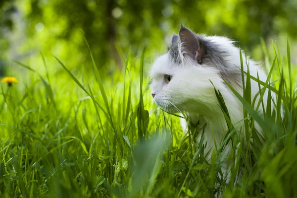 Kot wiosna — Zdjęcie stockowe