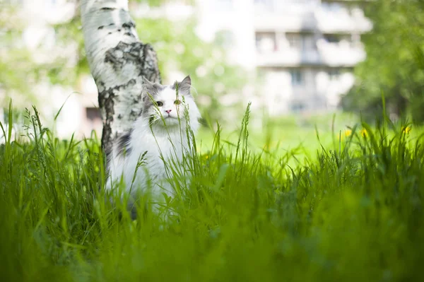 Cat spring — Stock Photo, Image