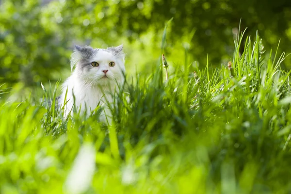 Primavera gatto — Foto Stock