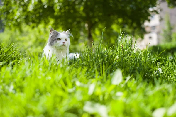 Kedi bahar — Stok fotoğraf