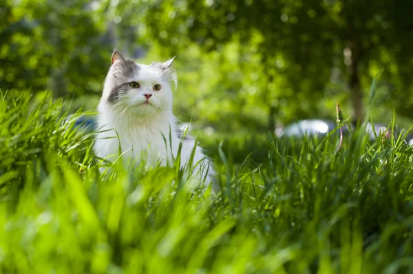 Cat spring — Stock Photo, Image