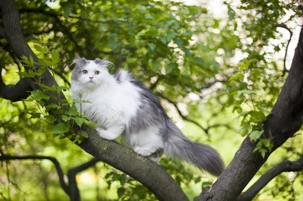 Primavera gatto — Foto Stock