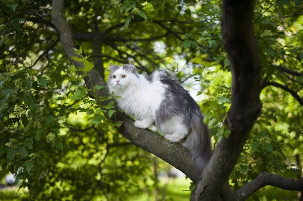 Primavera gatto — Foto Stock