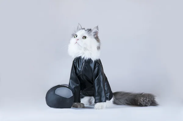 Moto Cat — Foto Stock