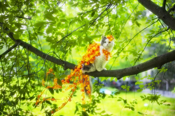 Cat bird — Stock Photo, Image