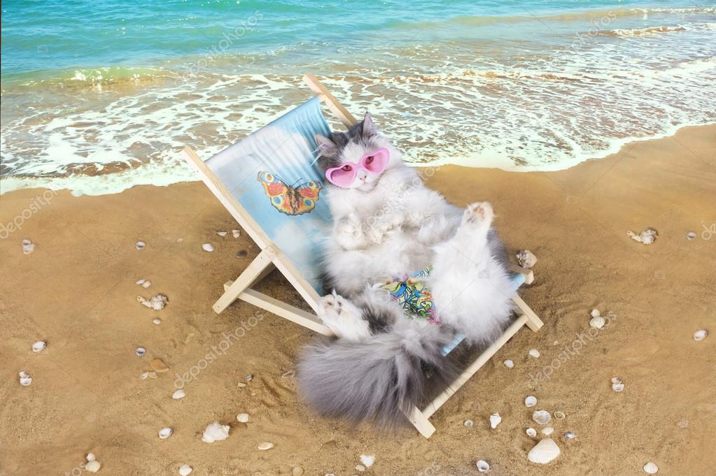 chat au repos sur un transat - Photographie kuban_girl © #47535361