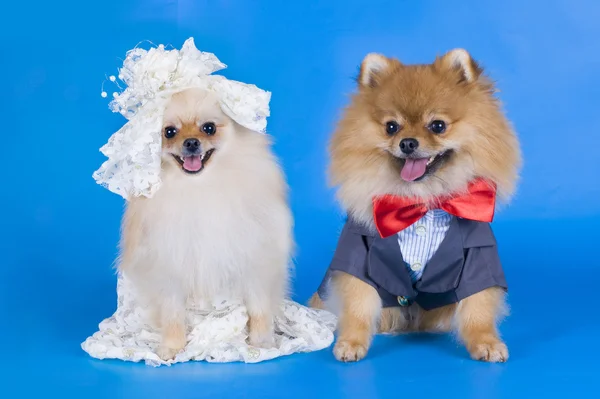 Kleiner Pommerscher Hund — Stockfoto