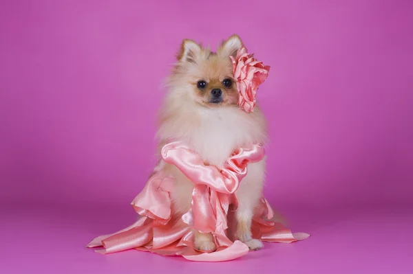 Kleiner Pommerscher Hund — Stockfoto