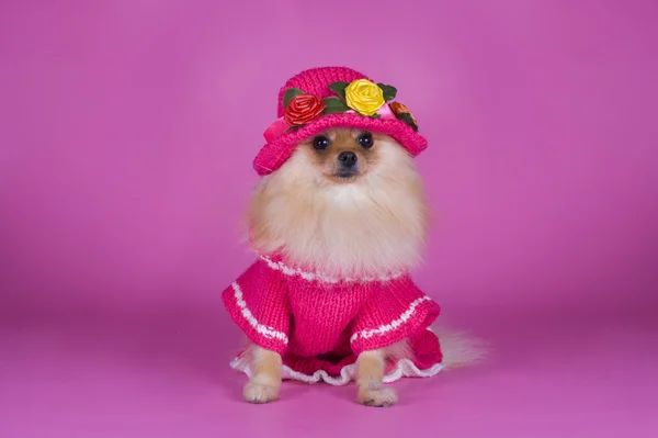 Pequeno cão da Pomerânia — Fotografia de Stock