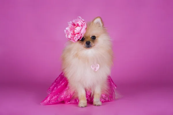 Pequeño perro de Pomerania — Foto de Stock