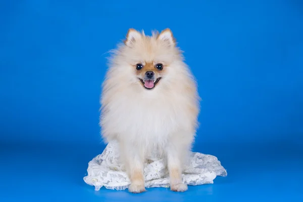 Liten pomeranian hund — Stockfoto