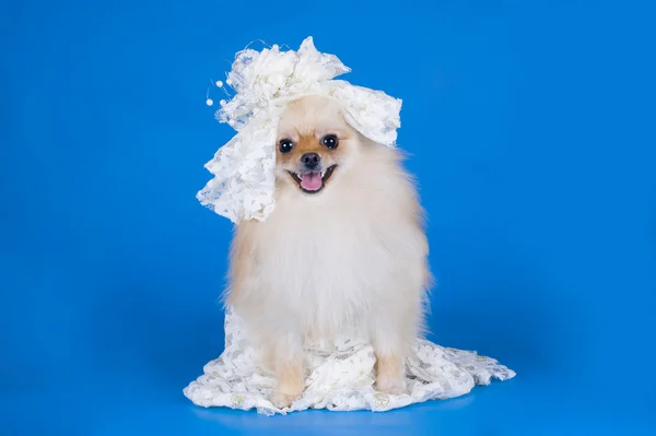 작은 pomeranian 개 — 스톡 사진