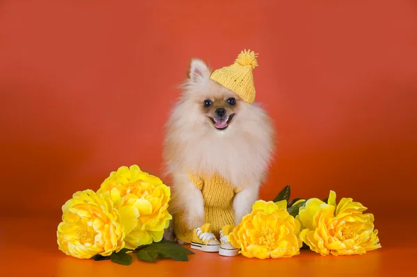 Liten pomeranian hund — Stockfoto