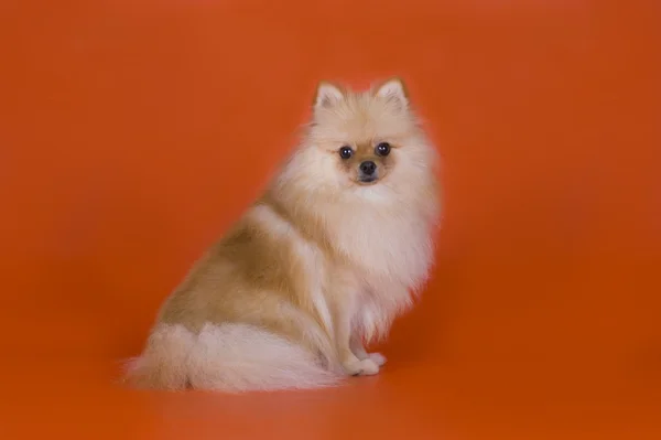 Pequeno cão da Pomerânia — Fotografia de Stock