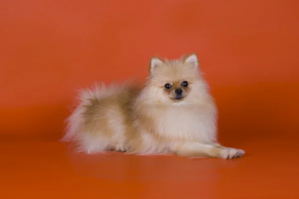 Liten pomeranian hund — Stockfoto