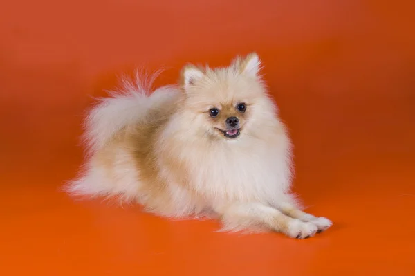 Μικρό pomeranian σκύλος — Φωτογραφία Αρχείου