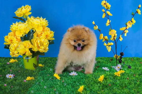 Liten pomeranian hund — Stockfoto