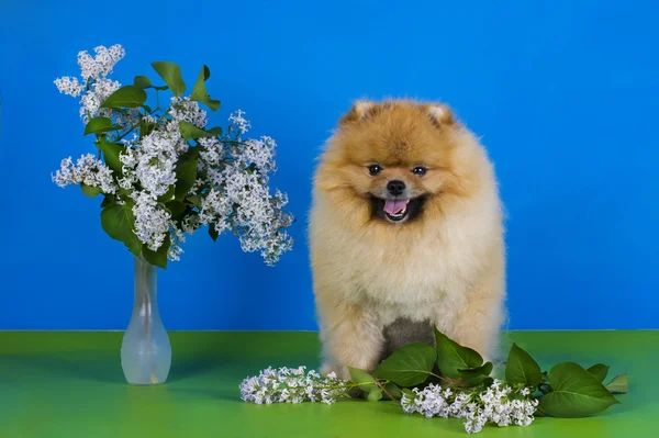 Small Pomeranian dog — Stock Photo, Image